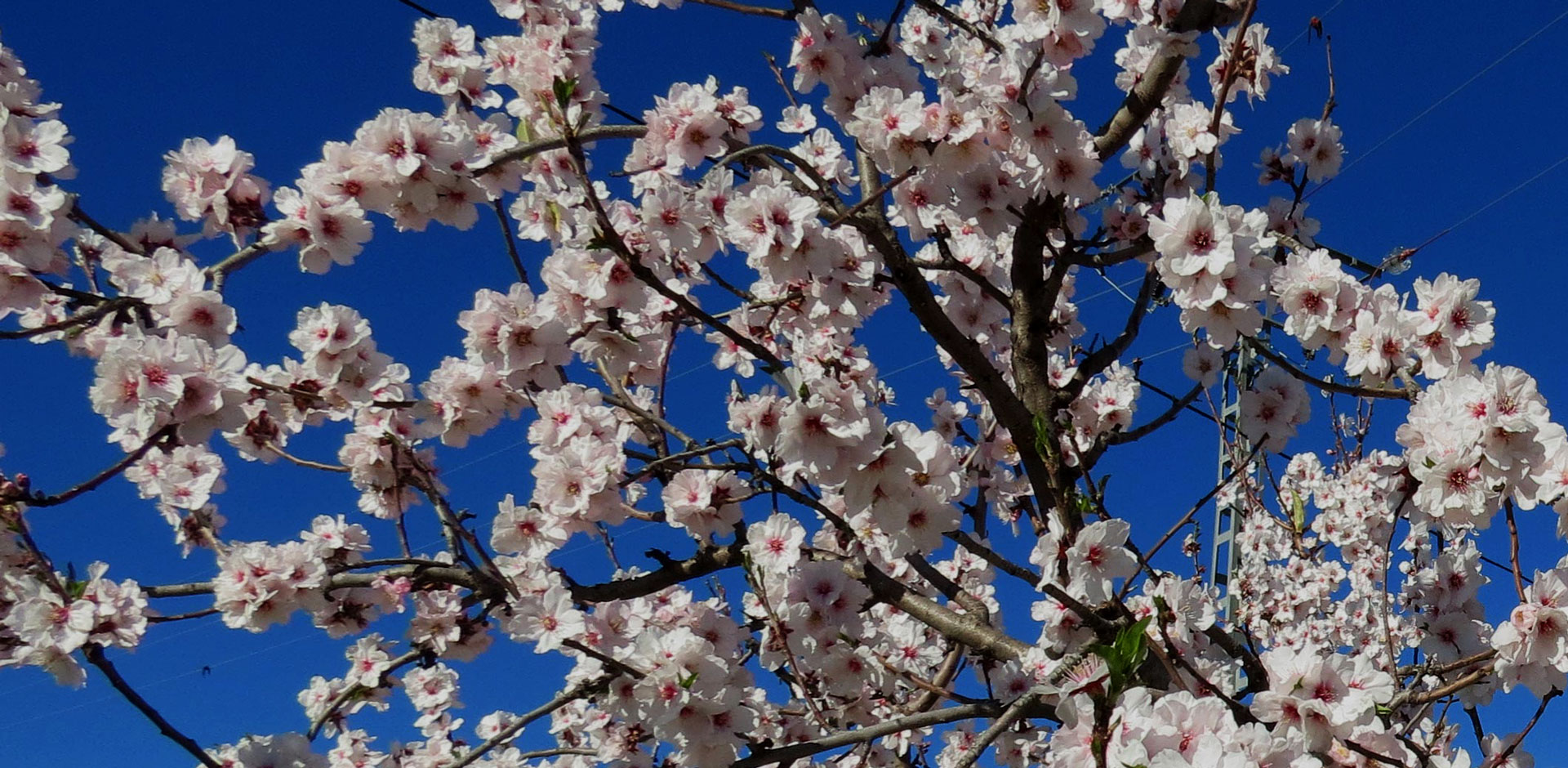 almendros