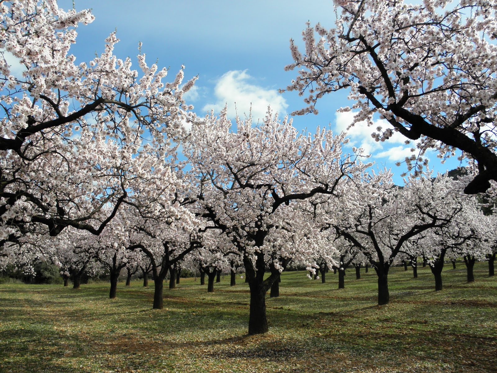 almendro