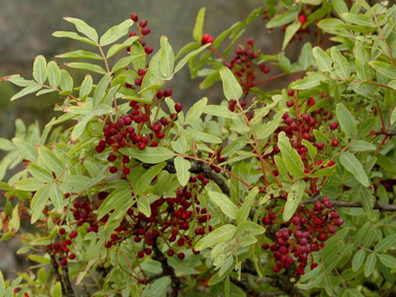 pistachero