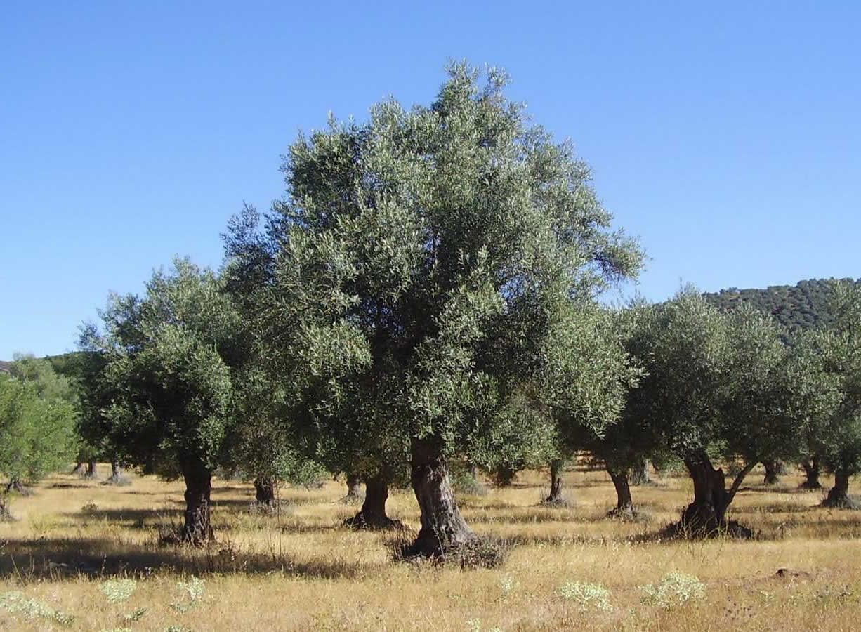 olivos