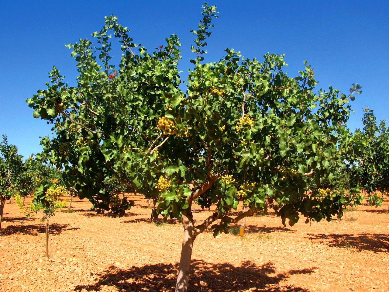 pistachero